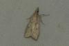 Eudonia pallida